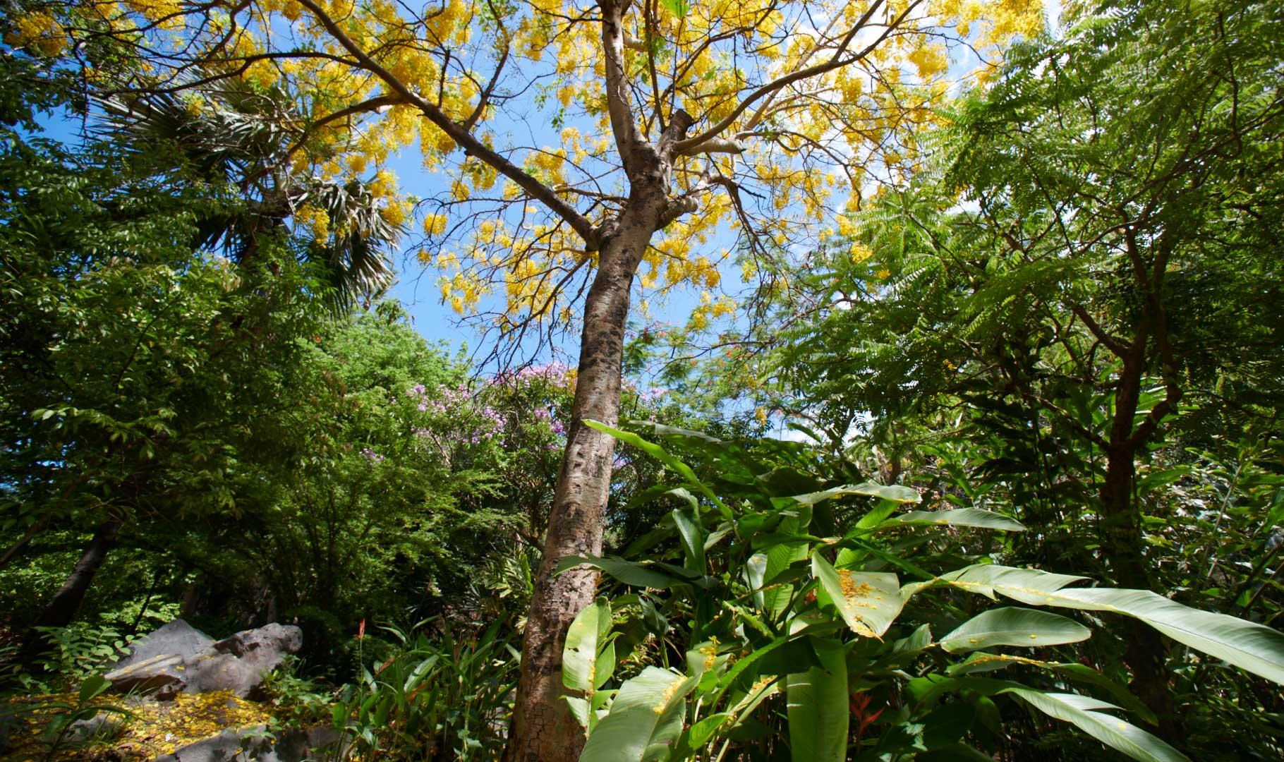 Jardin d'Eden